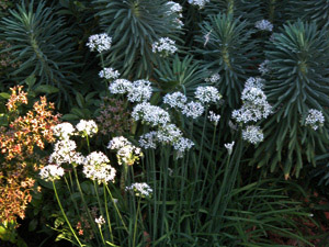 Vivers Càrex - Allium tuberosum